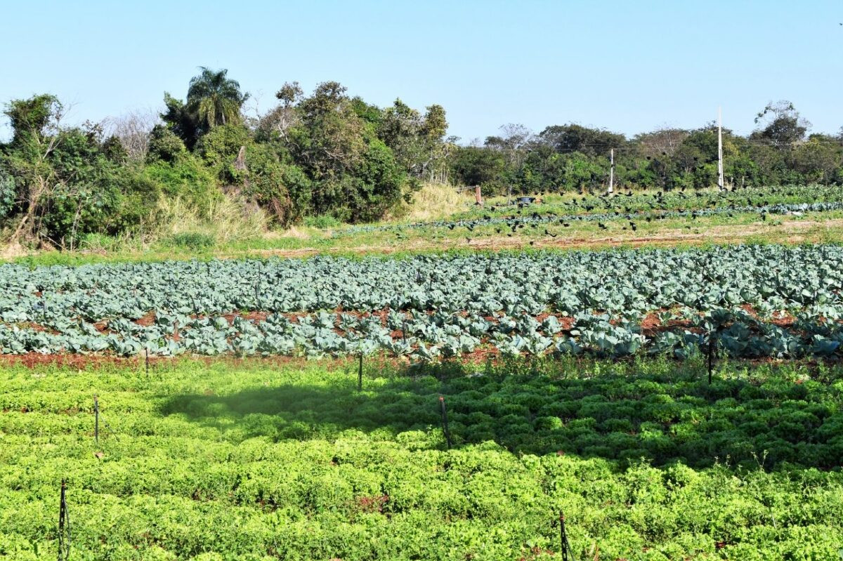 Comunidade Quilombola Chácara Buriti se transforma em celeiro de produção