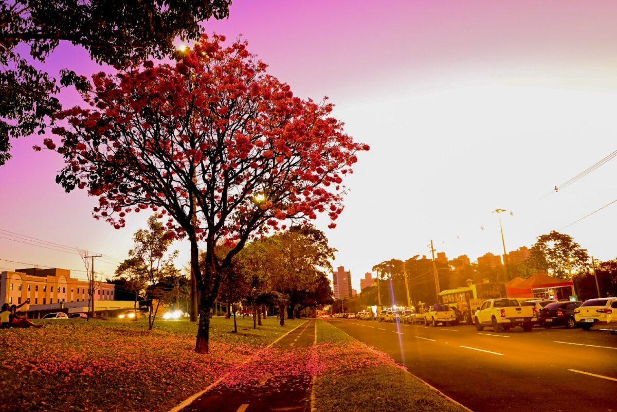 Florada dos Ipês dá um novo colorido para Campo Grande