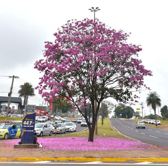 Florada dos Ipês dá um novo colorido para Campo Grande