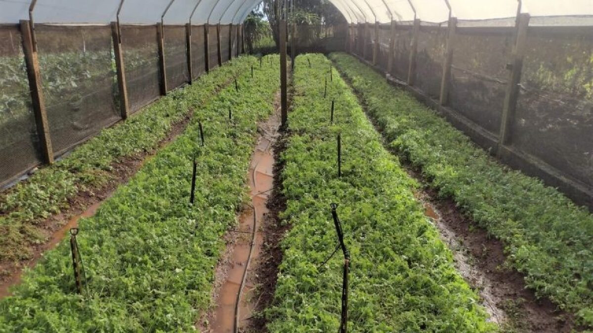 Produtores comemoram a venda de quase 230 toneladas de alimentos com programa federal