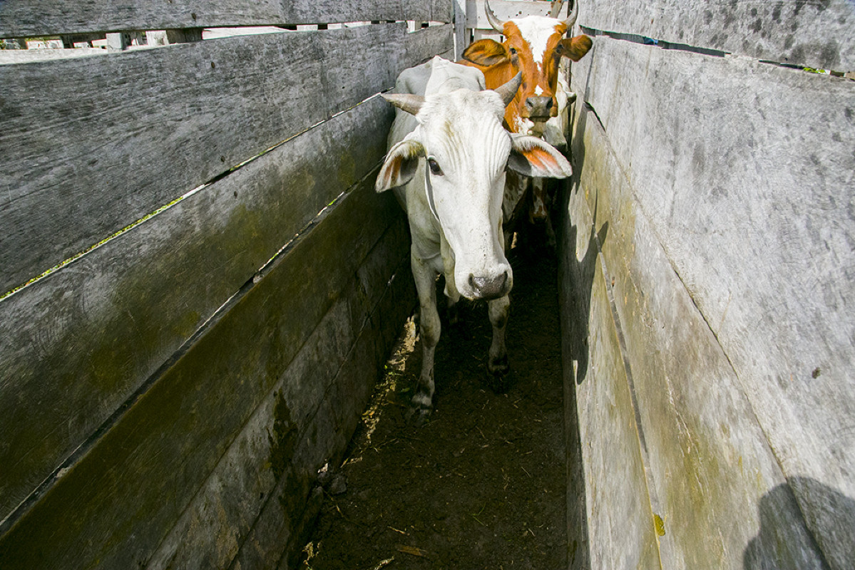 Pequenos produtores recebem melhoramento genético bovino em assentamentos de Corumbá