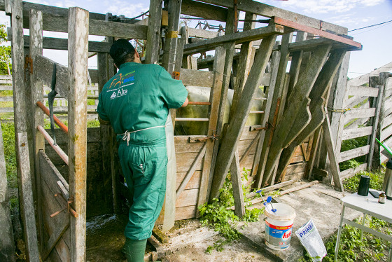 Pequenos produtores recebem melhoramento genético bovino em assentamentos de Corumbá 