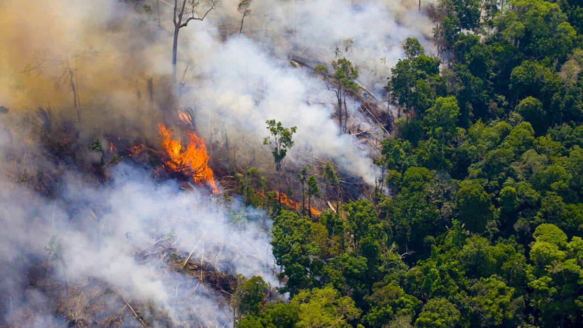 País teve 2,15 milhões de hectares queimados no primeiro semestre