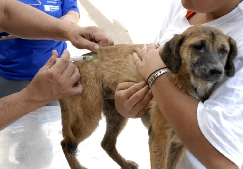 Tutores poderão levar cães e gatos para imunização no fim de semana