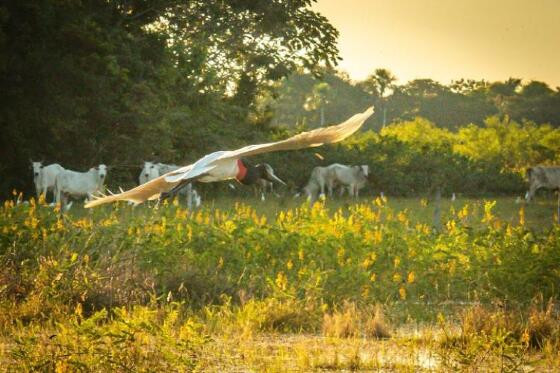 Sistemas produtivos no Pantanal de Mato Grosso do Sul são temas de pesquisa