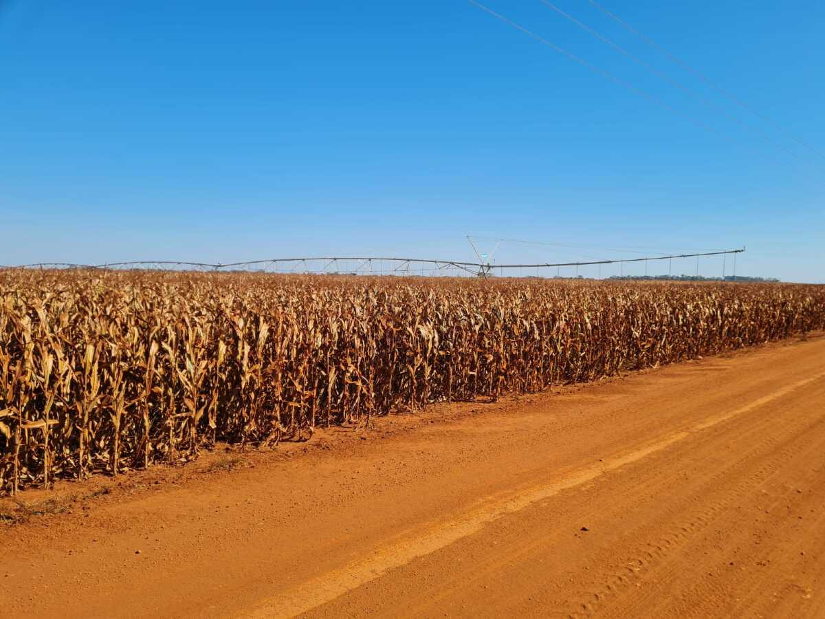 Mato Grosso do Sul captou mais de R$ 22,5 bi em crédito rural