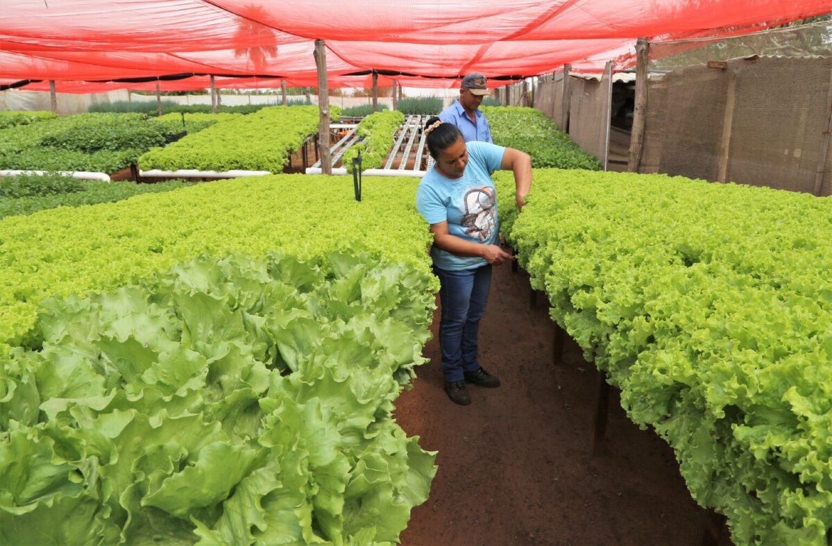 Cadastro do Produtor inédito em Campo Grande garante eficiências em serviços prestados à agricultura familiar 