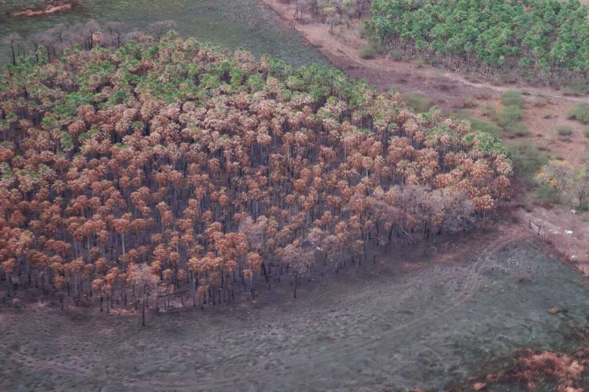 Corpo de Bombeiros combate a incêndios florestais em todo Mato Grosso do Sul