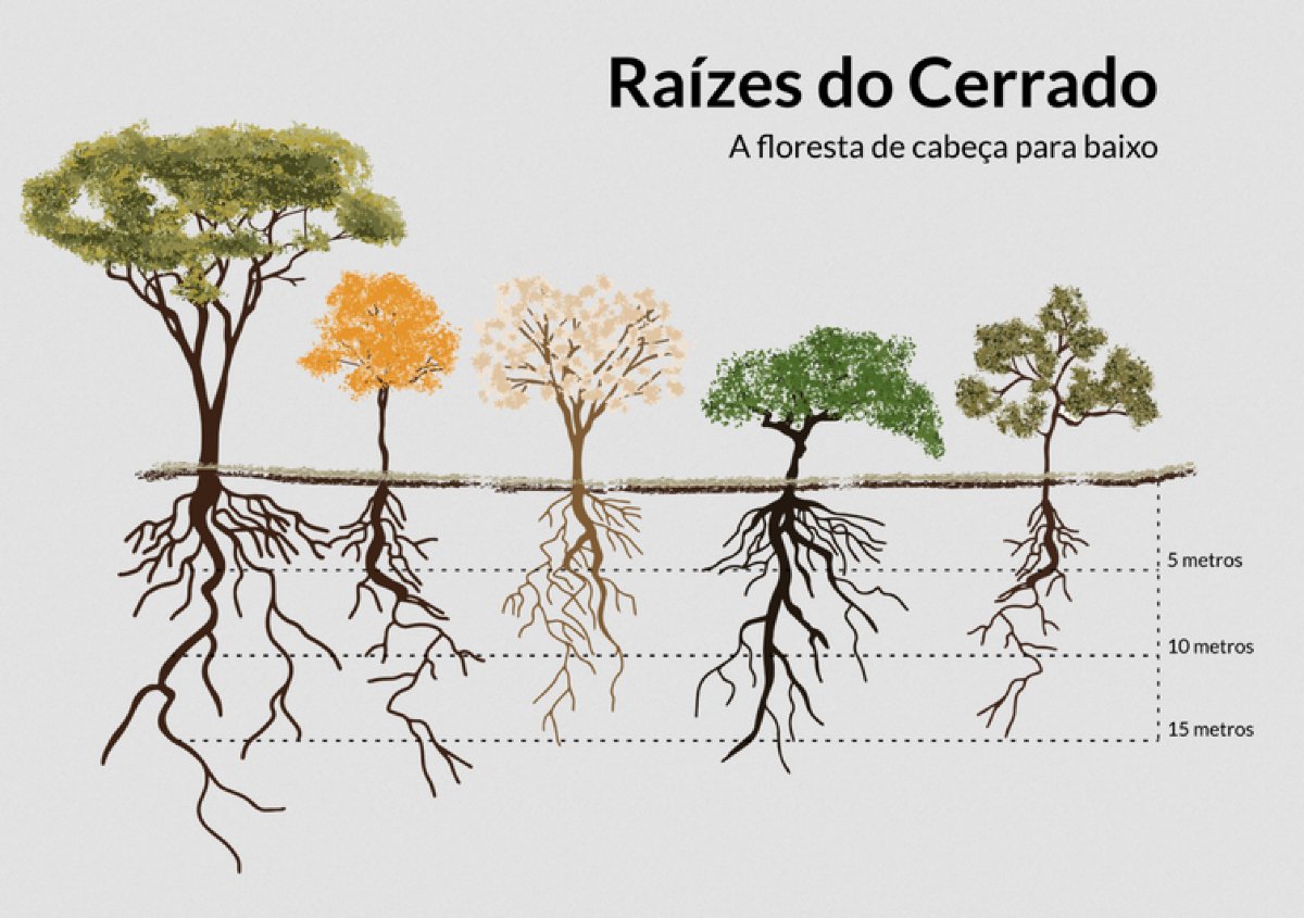 Desmatamento do Cerrado ameaça segurança hídrica de todo o Brasil