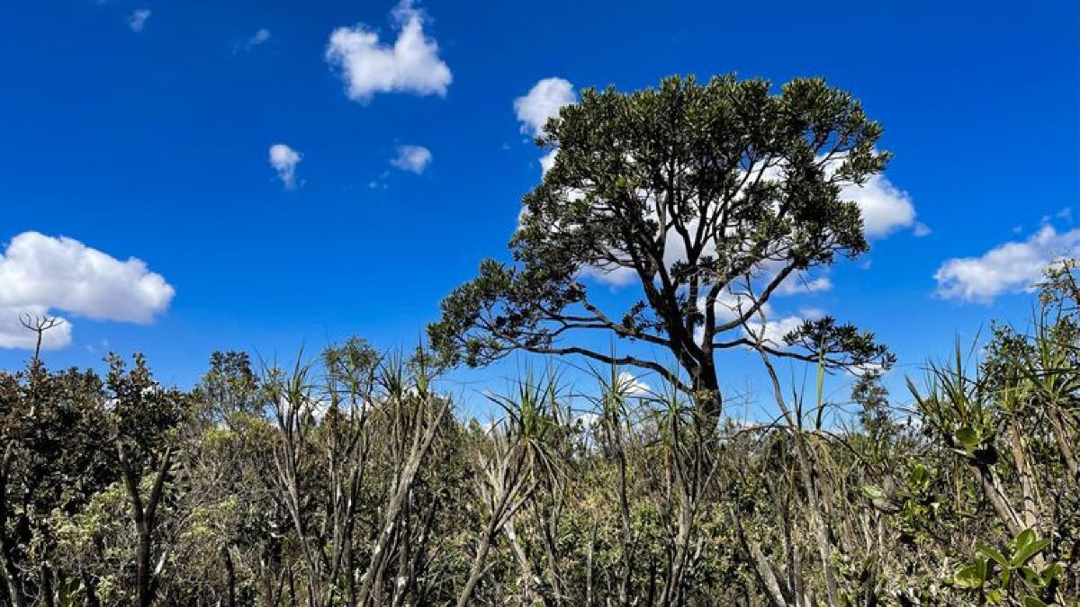 Desmatamento do Cerrado amea&ccedil;a seguran&ccedil;a h&iacute;drica de todo o Brasil