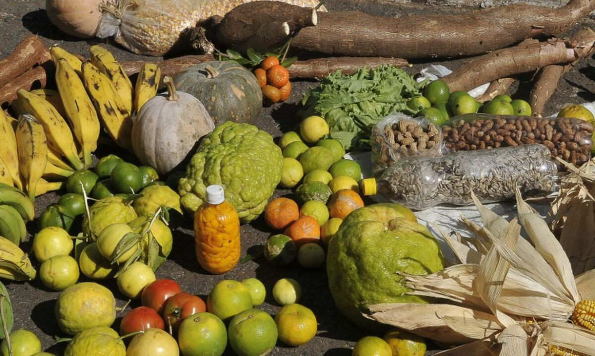Programa estimular&aacute; produ&ccedil;&atilde;o sustent&aacute;vel de alimentos em &aacute;reas urbanas