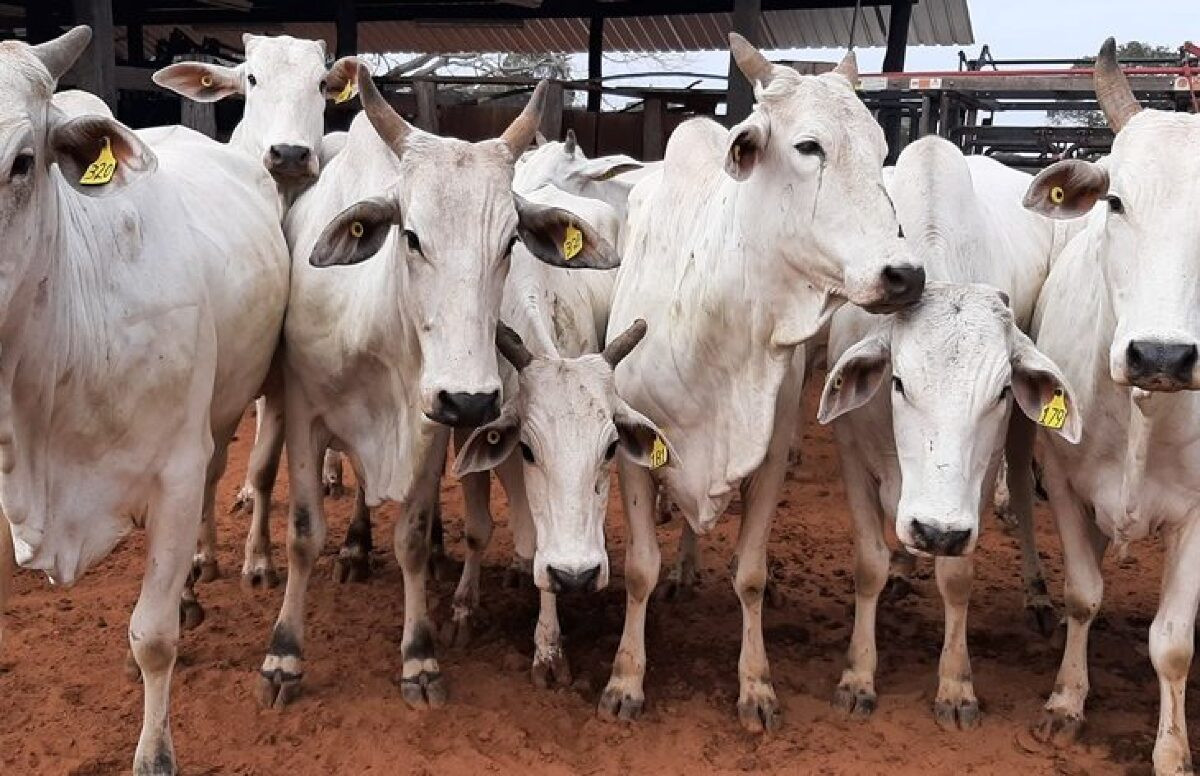 SAD promove leilão de 64 bovinos Nelores nesta terça-feira