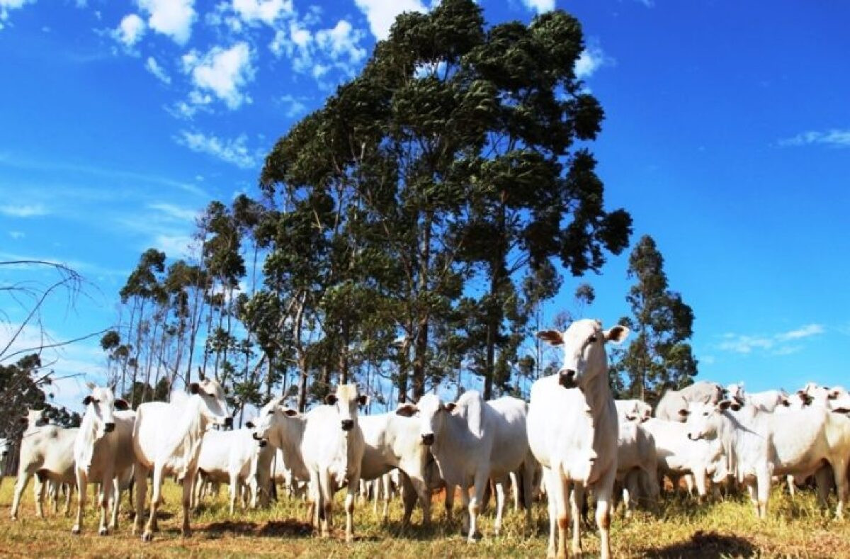 Semadesc firma termo de cooperação técnica para melhoramento genético do rebanho bovino