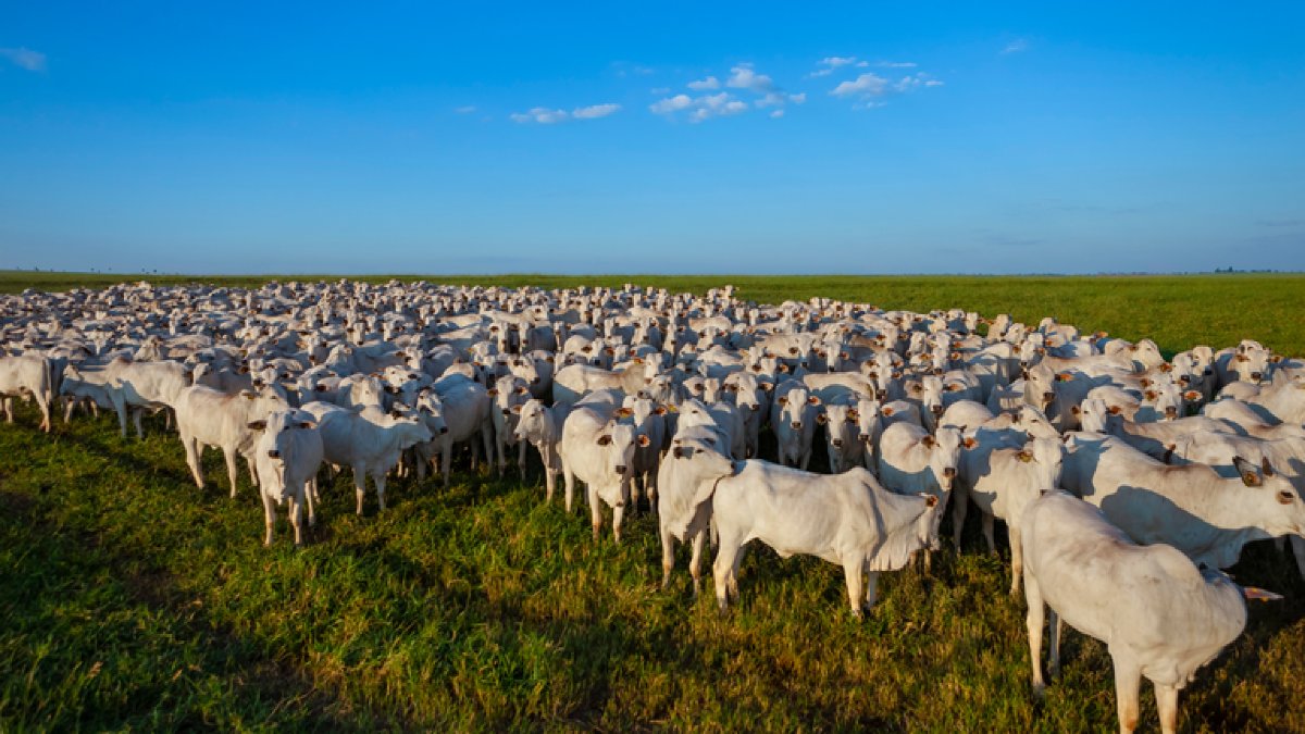 Rebanho bovino alcançou novo recorde de 234,4 mi de animais