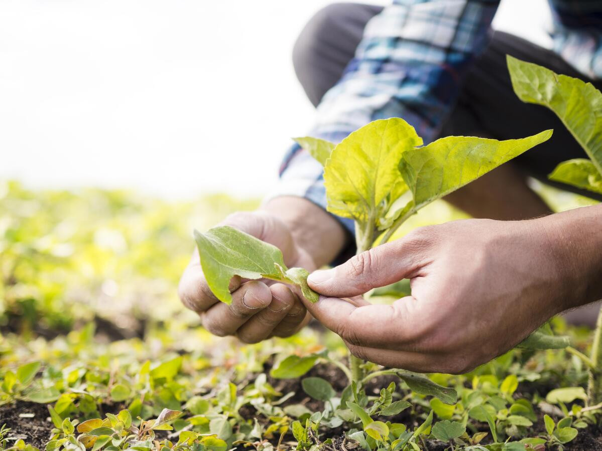 O que s&atilde;o bioinsumos: entenda como esses produtos podem ser utilizados na agricultura
