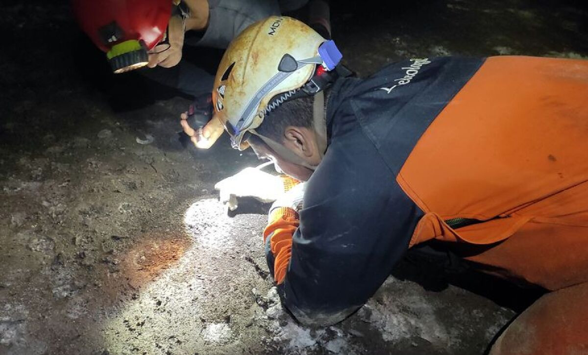 Animal em extinção de 1 mm é encontrado apenas em caverna no Pará