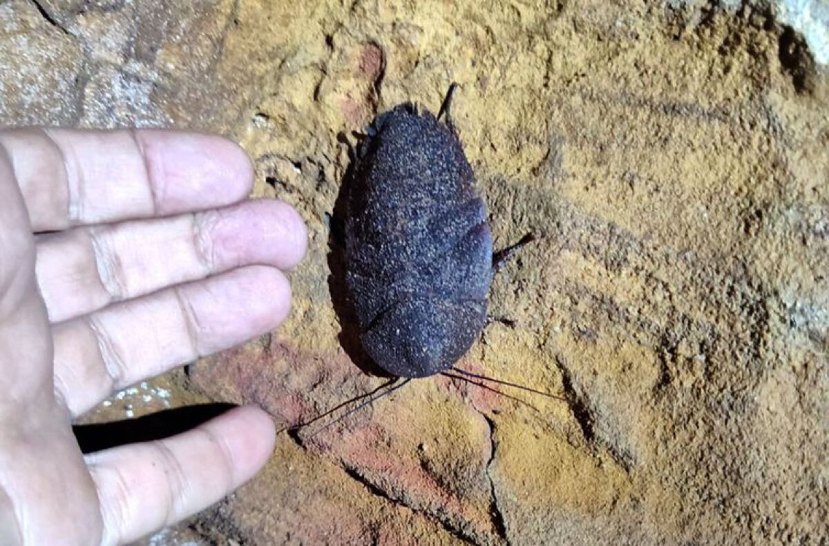 Animal em extinção de 1 mm é encontrado apenas em caverna no Pará