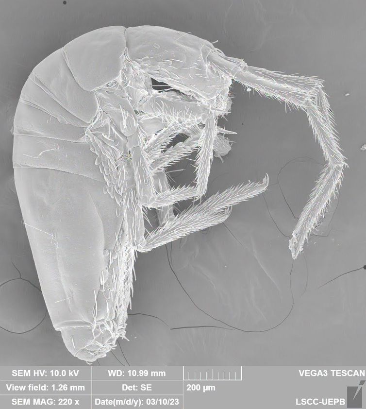 Animal em extinção de 1 mm é encontrado apenas em caverna no Pará
