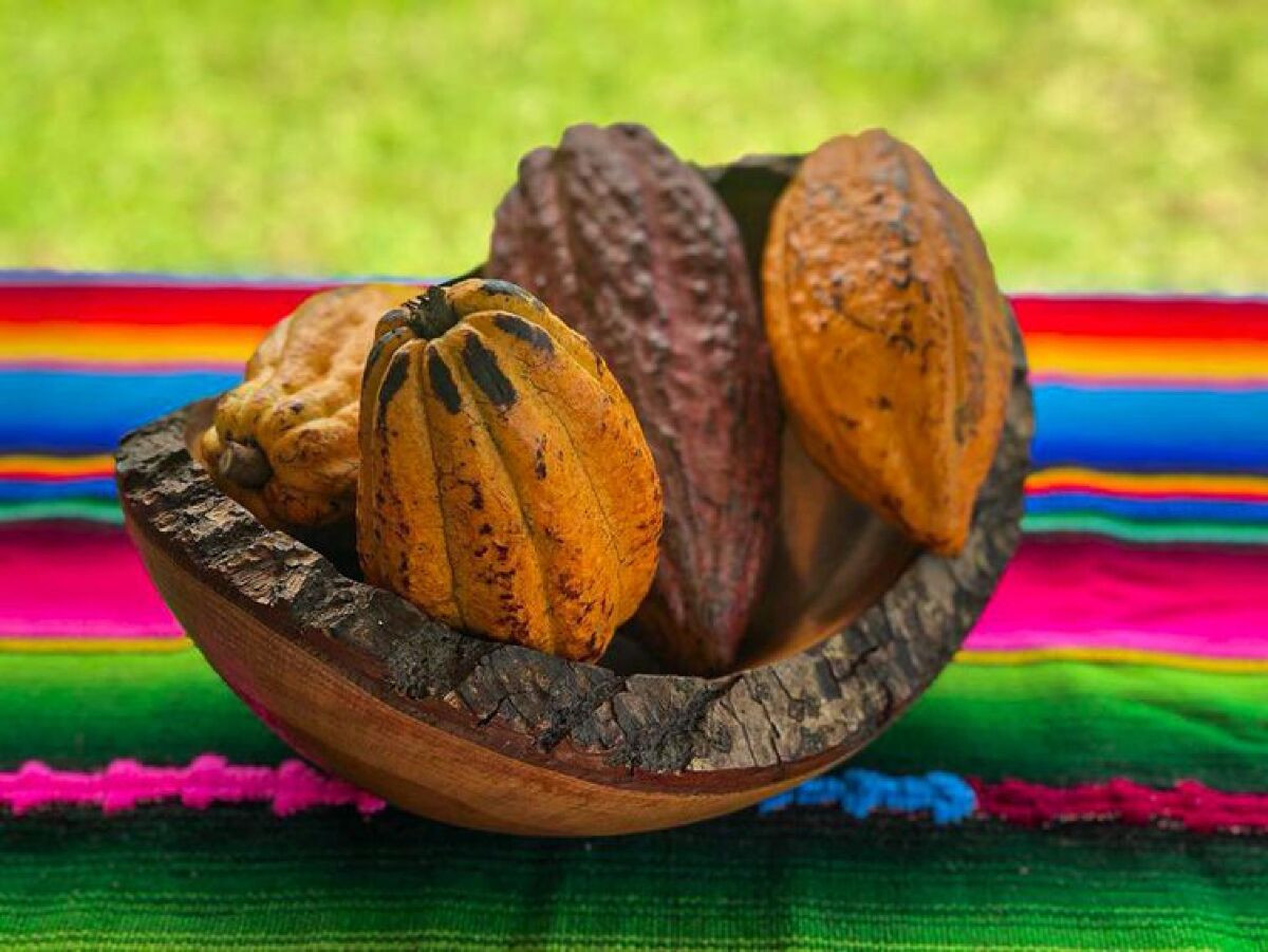 Costa Rica busca maior produtividade e sustentabilidade do cacau