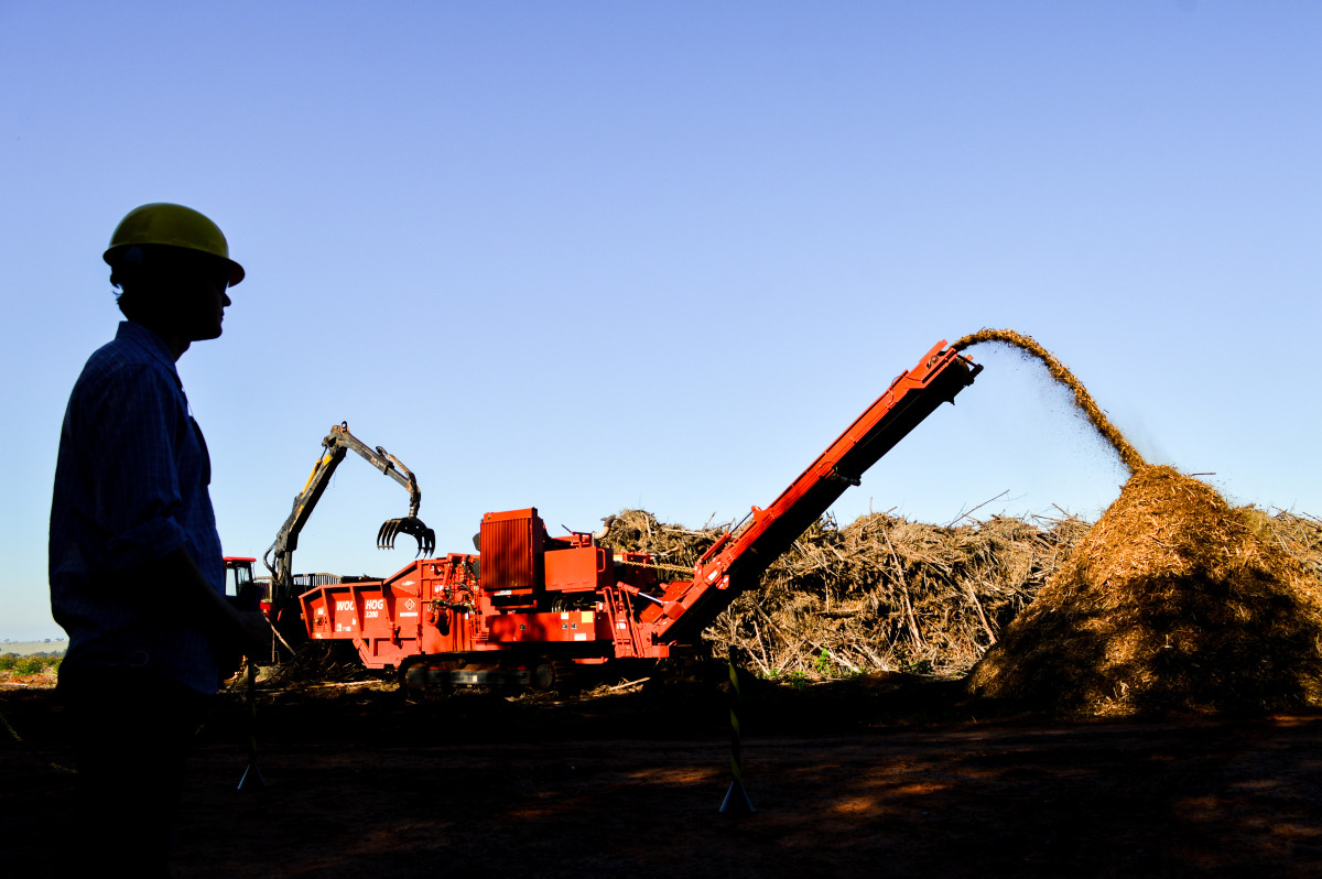 Mato Grosso do Sul projeta uma expansão de 300 mil hectares em áreas de eucalipto