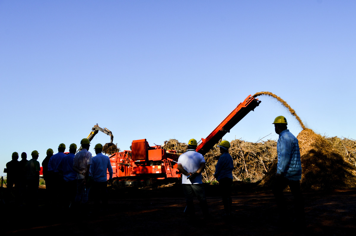 Mato Grosso do Sul projeta uma expansão de 300 mil hectares em áreas de eucalipto