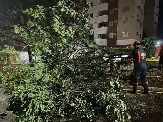 Após temporal Campo Grande tem árvores caídas e bairros sem energia