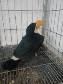 Grupo de Patrulhamento Aéreo e PMA reforça resgate de animais no Pantanal