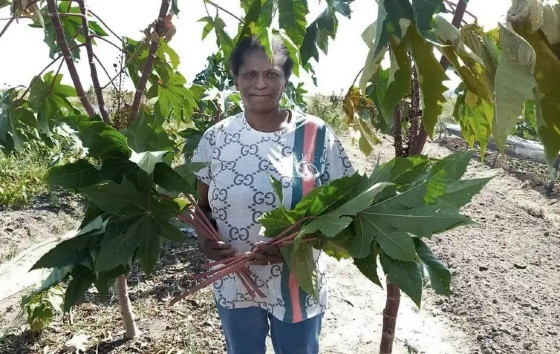 Governo retoma programa de fortalecimento da agroecologia