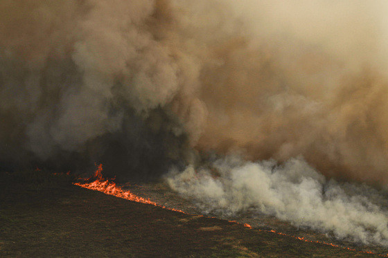 Incêndio no Pantanal tem cenário de animais em fuga e muita ventania