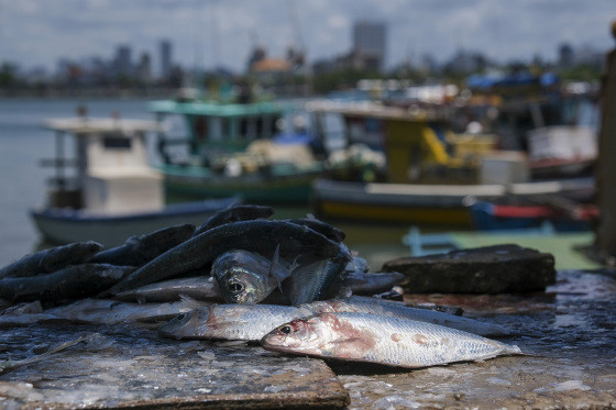 Águas mais quentes também afetam o equilíbrio dos ecossistemas marinhos
