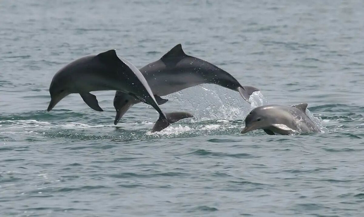 Estudo detecta bactéria da leptospirose em golfinhos e lobos-marinhos