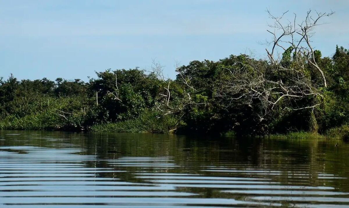 BNDES e Petrobras investem na recuperação de manguezais do Brasil