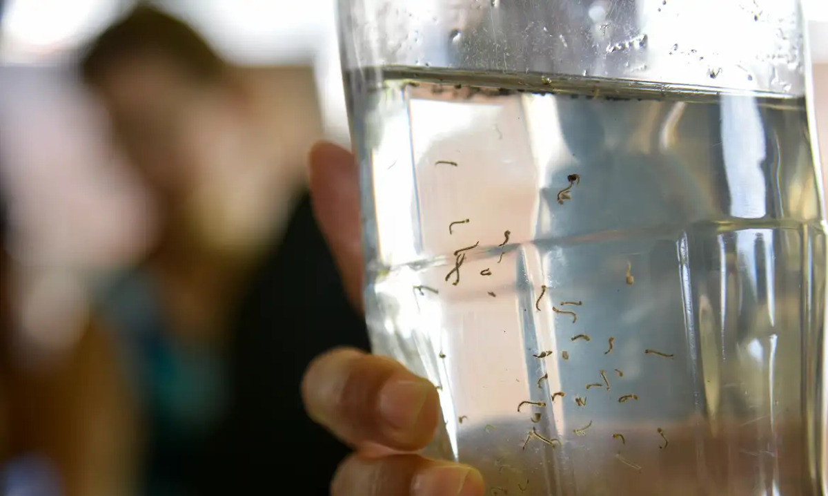Arboviroses: casos de dengue aumentam no Brasil, e condições climáticas preocupam no verão