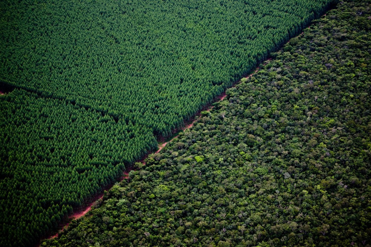 Suzano adquire R$ 1,8 bilhão em terras no Mato Grosso do Sul