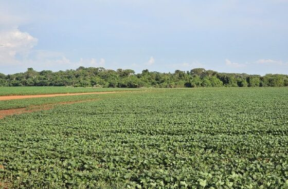 Produtores de Mato Grosso do Sul tem até o dia 13 de janeiro para finalizar o plantio da soja 