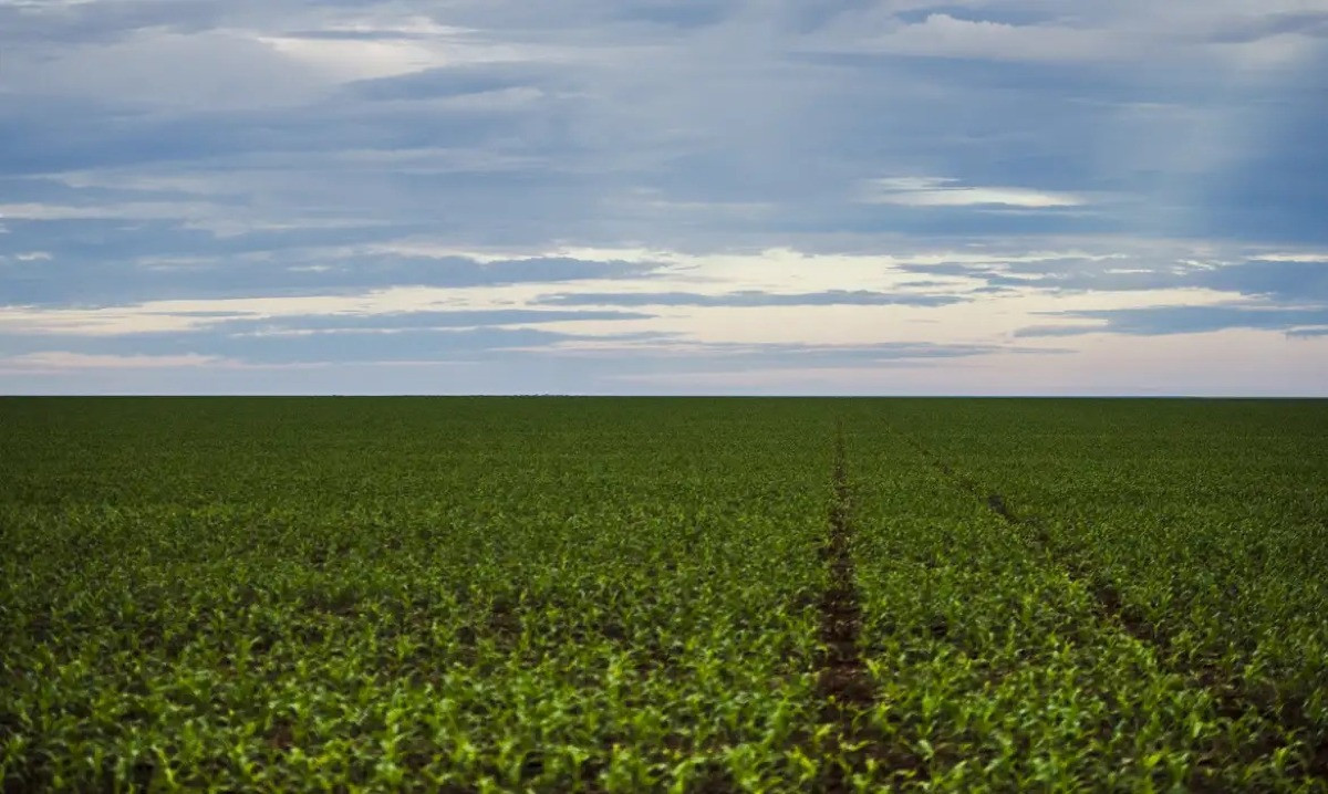 Marco dos defensivos agrícolas: o que muda na legislação