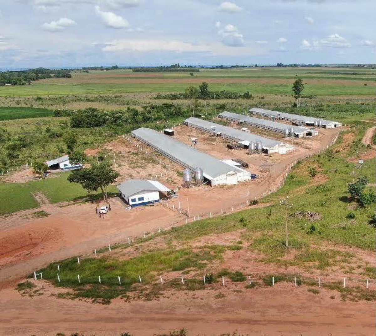 Frango Vida, programa de avicultura de corte no Mato Grosso do Sul