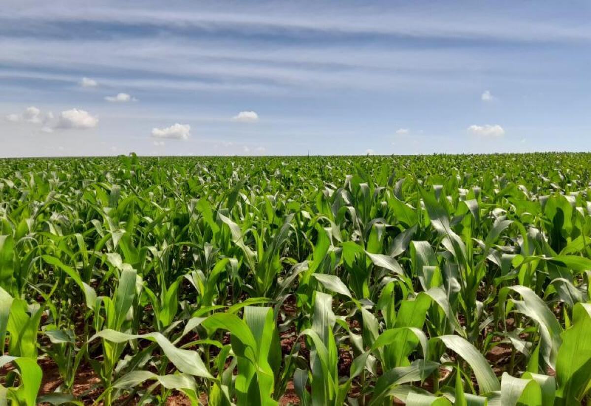 Produção de milho na segunda safra deve apresentar redução de 14% em Mato Grosso do Sul 