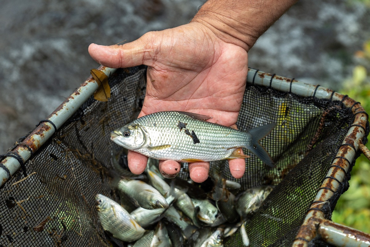 Rio Paraná receberá mais de 1 milhão de peixes de três espécies