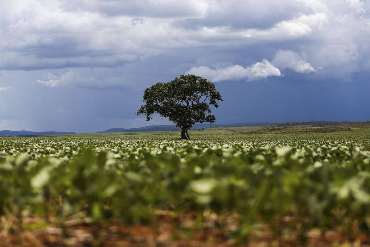 Produção de soja deve reduzir no Brasil