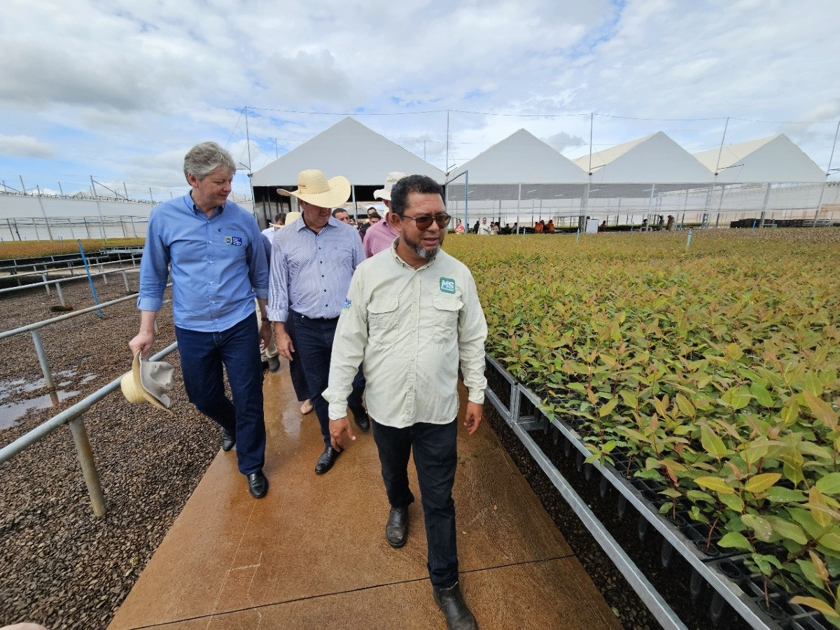 Mato Grosso do Sul está se firmando como o Vale da Celulose