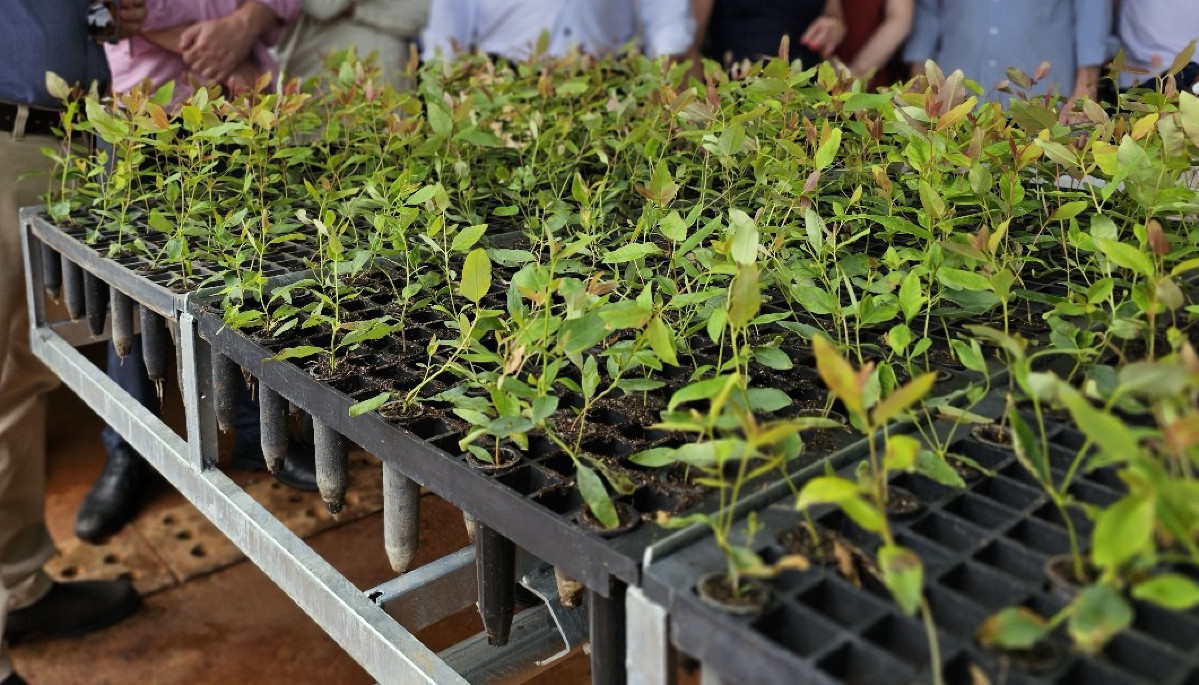 Mato Grosso do Sul está se firmando como o Vale da Celulose