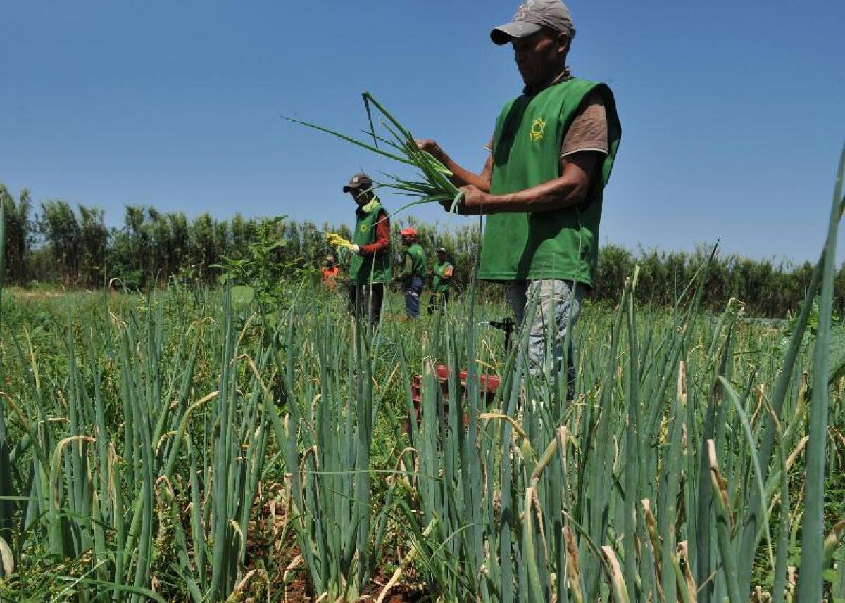 Dezembro registra perda de 88 mil postos de trabalho no agronegócio