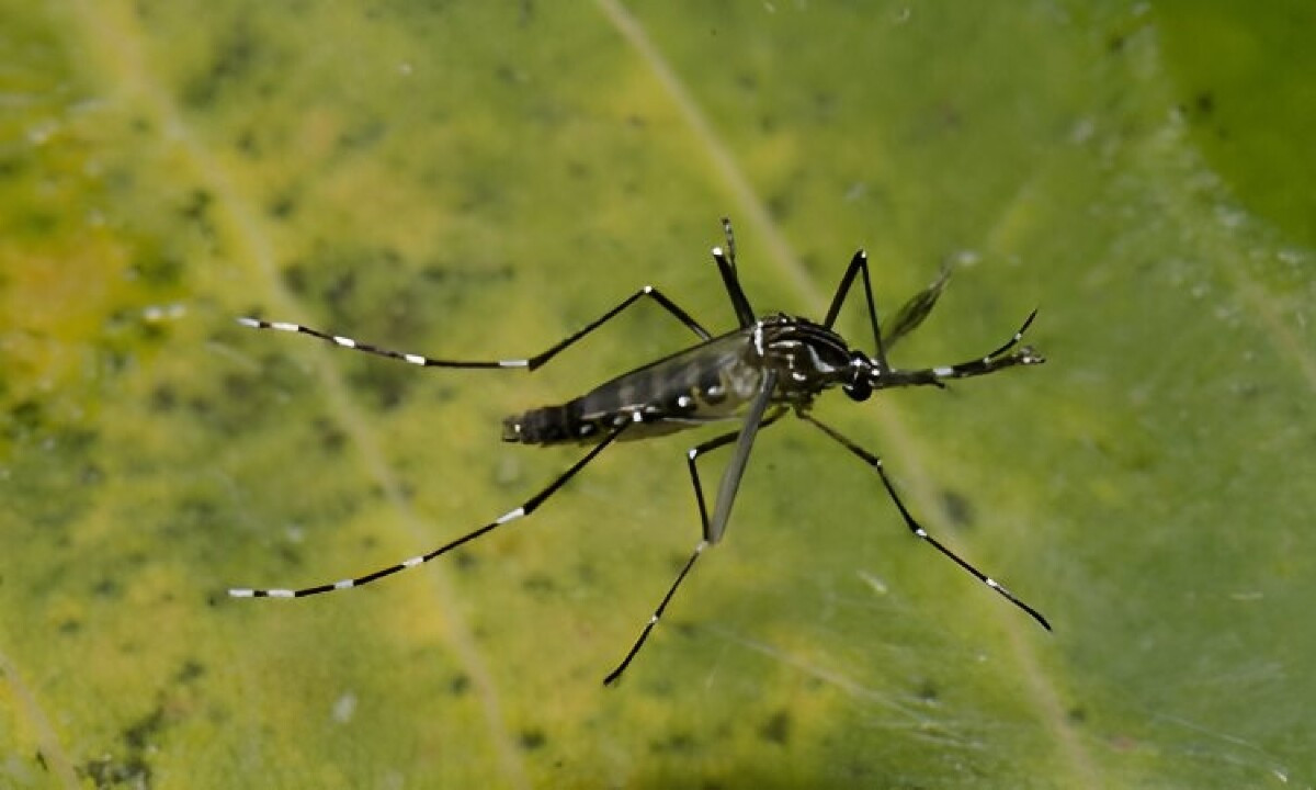 Aedes aegypti