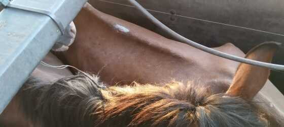 Homem que venderia equinos para produção de embutidos no Paraguai é preso 