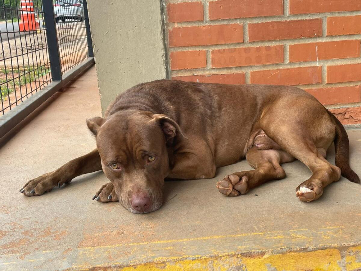Polícia Civil procura tutor de Pitbull perdido no Jardim Veraneio em Campo Grande 