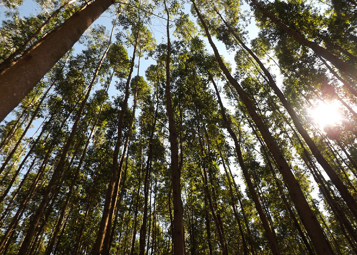 Plantios de eucalipto podem armazenar grandes quantidades de carbono na biomassa