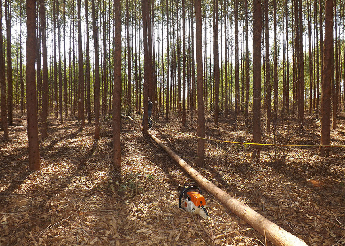 Plantios de eucalipto podem armazenar grandes quantidades de carbono na biomassa