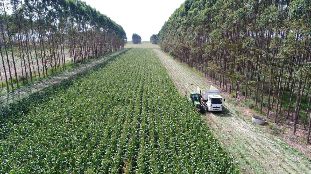 Em Mato Grosso do Sul, mais de 4 milhões de hectares de pastagens degradadas tem potencial para produção agrícola