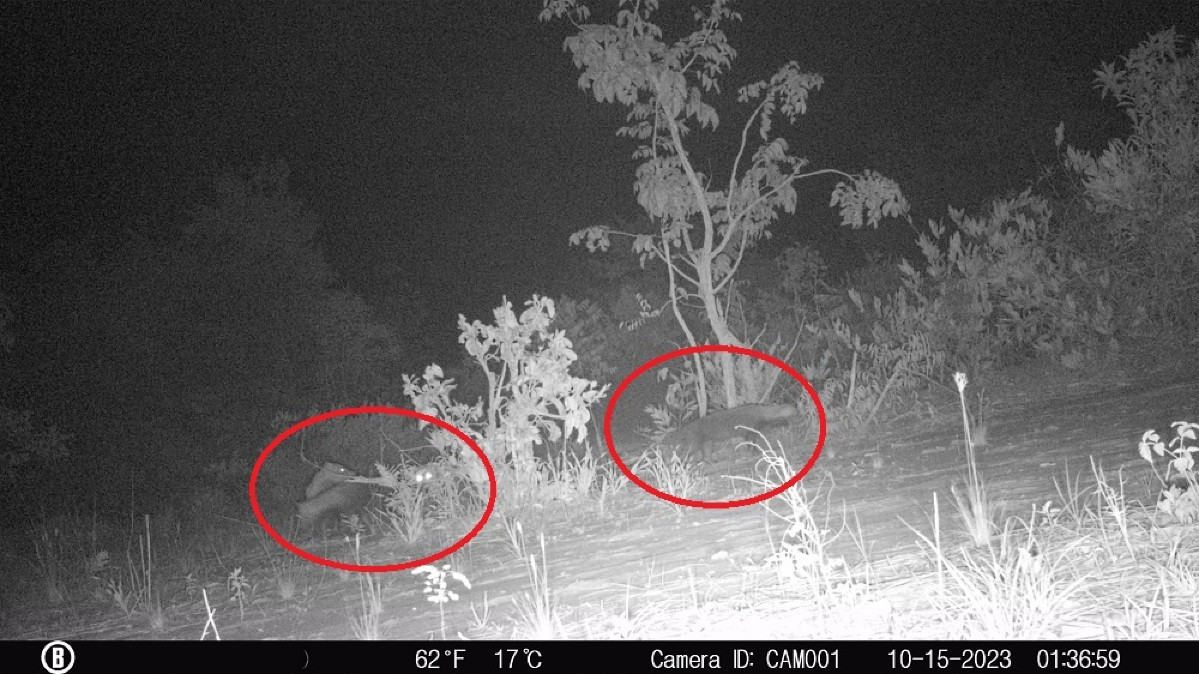 Quatro animais de espécie rara foram flagrados em Mato Grosso do Sul